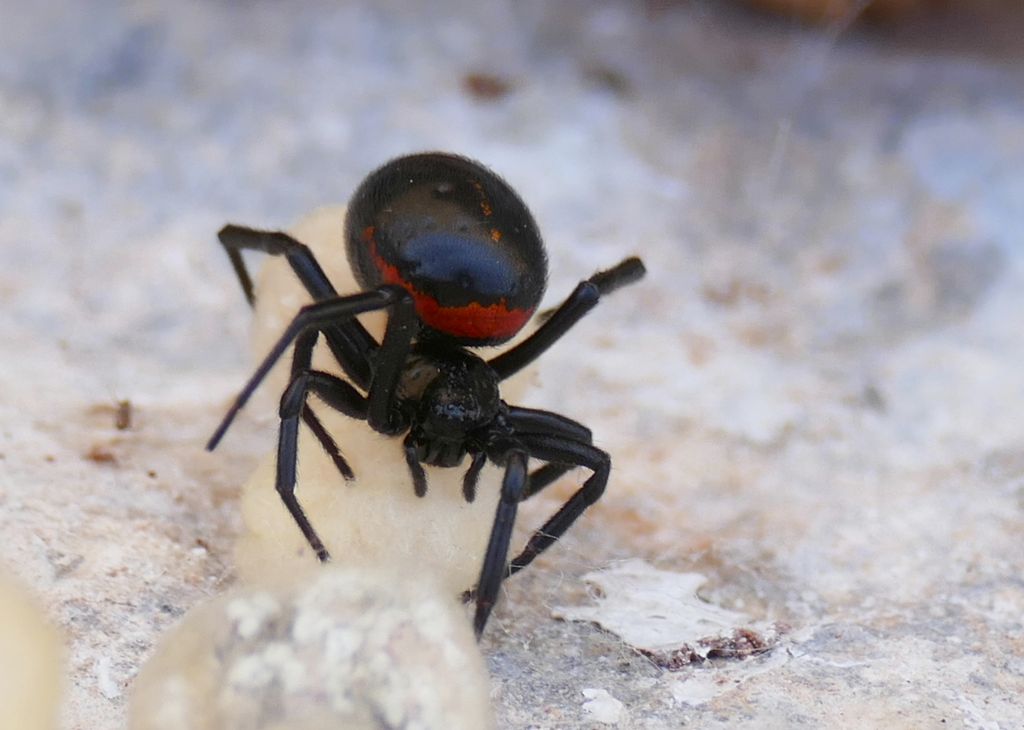 Theridiidae:  Steatoda paykulliana - penisola dell''Akamas (Cipro)